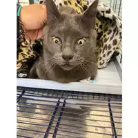 Foto dell\'animale gatto - Matr. 2024/0232 - Microchip 380260044980369