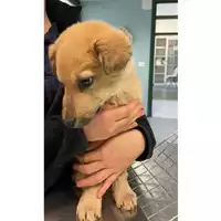 Foto dell\'animale cane - Matr. 2024/0233 - Microchip 380260044980335