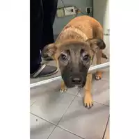 Foto dell\'animale cane - Matr. 2024/0234 - Microchip 380260044979750