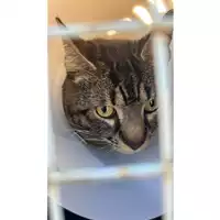 Foto dell\'animale gatto - Matr. 2024/0241 - Microchip 380260044980769