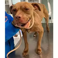 Foto dell\'animale cane - Matr. 2024/0243 - Microchip 380260044997811