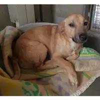 Foto dell\'animale cane - Matr. 2024/0245 - Microchip 380260043725644