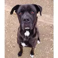 Foto dell\'animale cane - Matr. 2024/0244 - Microchip 380260044998450
