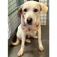 Foto dell\'animale cane - Matr. 2024/0246 - Microchip 380260044997640
