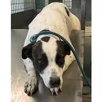 Foto dell\'animale cane - Matr. 2024/0247 - Microchip 380260044997564