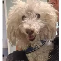 Foto dell\'animale cane - Matr. 2024/0249 - Microchip 380260044998306