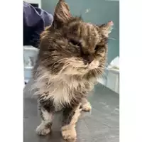 Foto dell\'animale gatto - Matr. 2024/0250 - Microchip 380260044998391