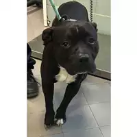Foto dell\'animale cane - Matr. 2024/0252 - Microchip 380260044997600