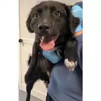 Foto dell\'animale cane - Matr. 2024/0253 - Microchip 380260044998425