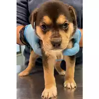 Foto dell\'animale cane - Matr. 2024/0257 - Microchip 380260044997999