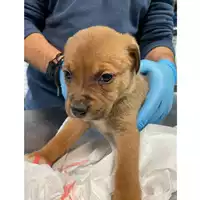 Foto dell\'animale cane - Matr. 2024/0254 - Microchip 380260044997623