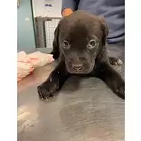 Foto dell\'animale cane - Matr. 2024/0255 - Microchip 380260044998370
