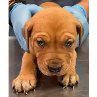 Foto dell\'animale cane - Matr. 2024/0256 - Microchip 380260044998453