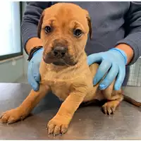Foto dell\'animale cane - Matr. 2024/0260 - Microchip 380260044998388