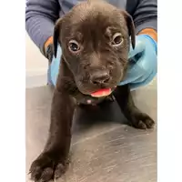 Foto dell\'animale cane - Matr. 2024/0259 - Microchip 380260044998012