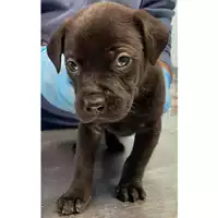 Foto dell\'animale cane - Matr. 2024/0261 - Microchip 380260044997975