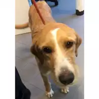 Foto dell\'animale cane - Matr. 2024/0263 - Microchip 380260102440587