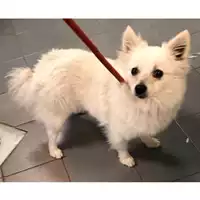 Foto dell\'animale cane - Matr. 2024/0264 - Microchip 380260044979701