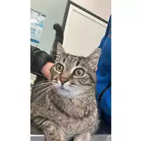 Foto dell\'animale gatto - Matr. 2024/0268 - Microchip 380260044729648