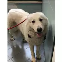Foto dell\'animale cane - Matr. 2024/0267 - Microchip 380260044998238