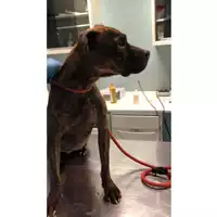 Foto dell\'animale cane - Matr. 2024/0265 - Microchip 380260044998156