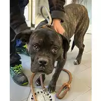 Foto dell\'animale cane - Matr. 2024/0273 - Microchip 380260044930353