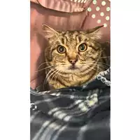 Foto dell\'animale gatto - Matr. 2024/0271 - Microchip 380260044997578