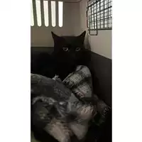 Foto dell\'animale gatto - Matr. 2024/0274 - Microchip 380260044932376