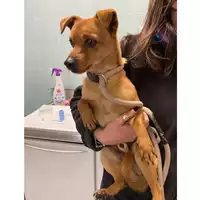 Foto dell\'animale cane - Matr. 2024/0275 - Microchip 380260044998301