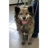 Foto dell\'animale cane - Matr. 2024/0276 - Microchip 380260004027972