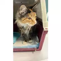 Foto dell\'animale gatto - Matr. 2024/0277 - Microchip 380260044997747