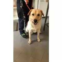Foto dell\'animale cane - Matr. 2023/1343 - Microchip 380260044730267