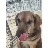 Foto dell\'animale cane - Matr. 2024/0279 - Microchip 380260101270069