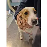 Foto dell\'animale cane - Matr. 2024/0280 - Microchip 380260044998054