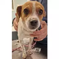 Foto dell\'animale cane - Matr. 2024/0281 - Microchip 380260044998005