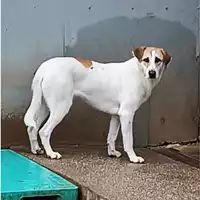 Foto dell\'animale cane - Matr. 2024/0283 - Microchip 380260044929783