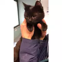 Foto dell\'animale gatto - Matr. 2024/0286 - Microchip 380260044997833