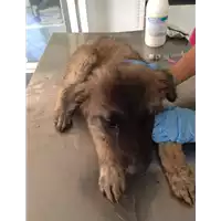 Foto dell\'animale cane - Matr. 2017/1430 - Microchip 380260043266994