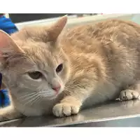 Foto dell\'animale gatto - Matr. 2024/0288 - Microchip 380260044998350
