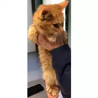 Foto dell\'animale gatto - Matr. 2024/0289 - Microchip 380260044998407