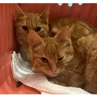 Foto dell\'animale gatto - Matr. 2024/0290 - Microchip 380260044997976