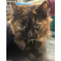 Foto dell\'animale gatto - Matr. 2024/0291 - Microchip 380260044998481