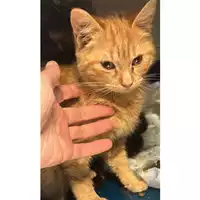 Foto dell\'animale gatto - Matr. 2024/0292 - Microchip 380260044998366