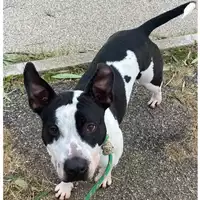 Foto dell\'animale cane - Matr. 2024/0296 - Microchip 380260044730989