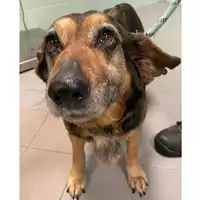 Foto dell\'animale cane - Matr. 2024/0297 - Microchip 380260042130451