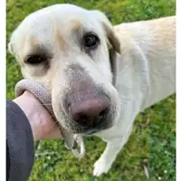 Foto dell\'animale cane - Matr. 2024/0298 - Microchip 380260020165417