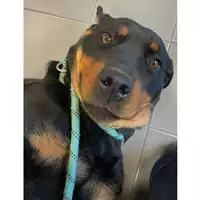 Foto dell\'animale cane - Matr. 2024/0300 - Microchip 380260102530374