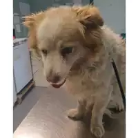 Foto dell\'animale cane - Matr. 2023/0352 - Microchip 380260101762412