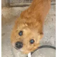 Foto dell\'animale cane - Matr. 2024/0301 - Microchip 380260101218725