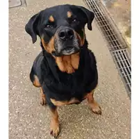 Foto dell\'animale cane - Matr. 2024/0304 - Microchip 380260042903929